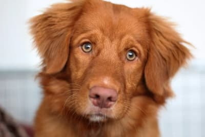 Nova Scotia Duck Tolling Retriever portrait duck tolling retriever