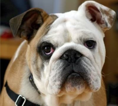 Bulldog full face up close image