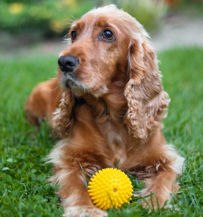 English Cocker Spaniel English cocker spaniel dog resting in the glass with a ball