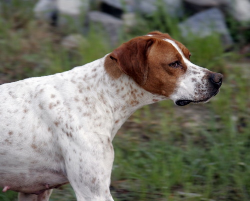 can english foxhounds be guard dogs