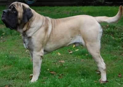 English Mastiff standing outside in the grass English Mastiff standing in profile view outside in the grass