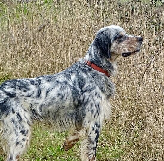 English Setter Standing in the Brush English Setter standing in a field
