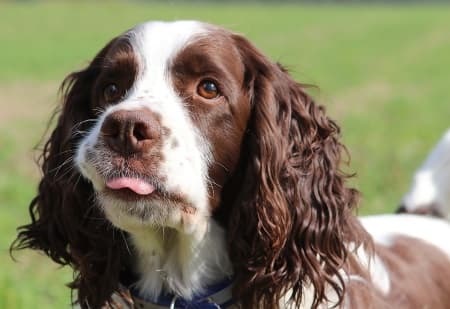 English Springer Spaniel outside English Springer Spaniel Dog outside looking up