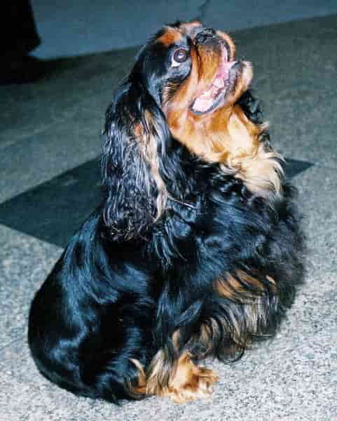 English toy spaniel