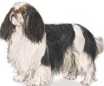 english toy spaniels