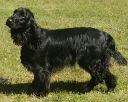 field spaniel with black coat standing in grass