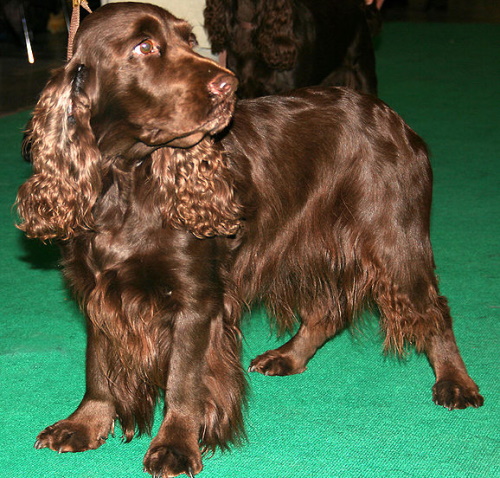 Field Spaniel standing on green floor looking back