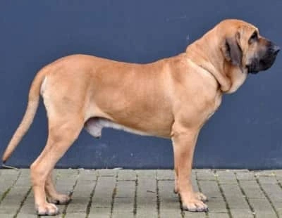 Fila Brasileiro mastiff dog breed standing outside on a planked walkway Fila Brasileiro mastiff dog breed standing on a planked wooden walkway with a blue background