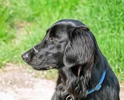 flat-coated retriever portrait outside with grassy background