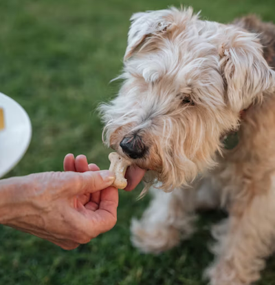 dog receiving flea prevention treat