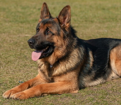 German Shepherd dog lying down German Shepherd dog lying in the grass