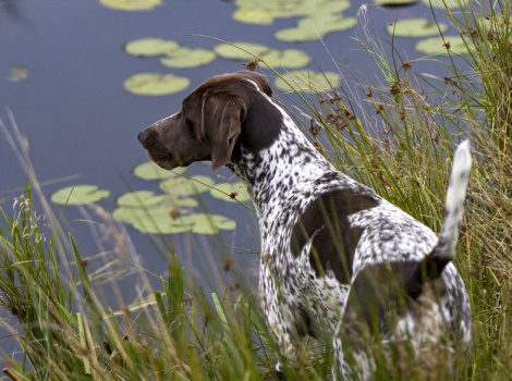 German Shorthaired pointer standing in the water weeds