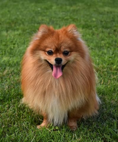 German Spitz dog standing in the grass