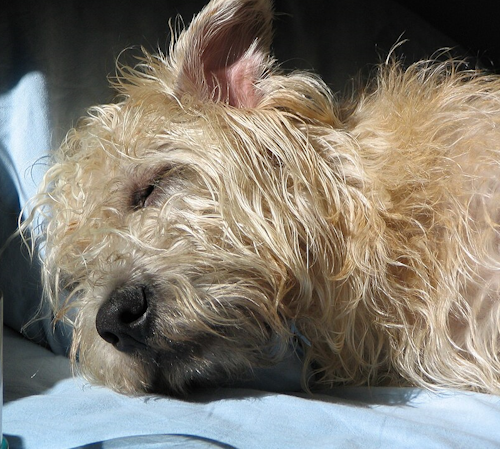 Glen of Imaal Terrier taking a nap
