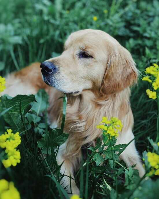 Golden Retriever Lying Down in grass Golden Retriever outside in the grass