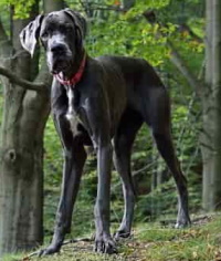 Great Dane dog