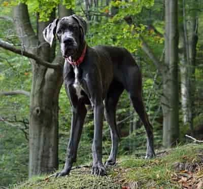 Great Dane standing outside in the woods Great Dane standing outside in wooded terrain