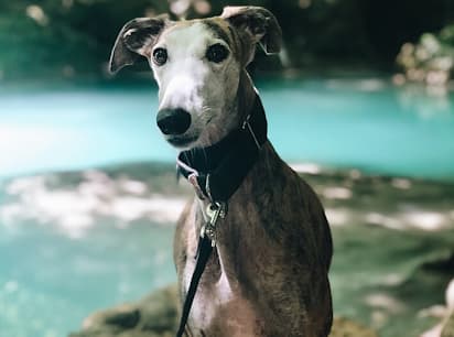 Greyhound dog sitting by plunge pool