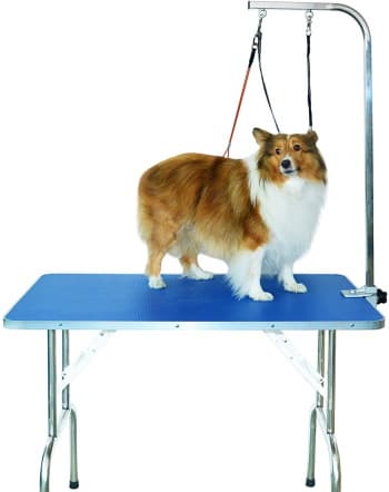 dog standing on a dog grooming table