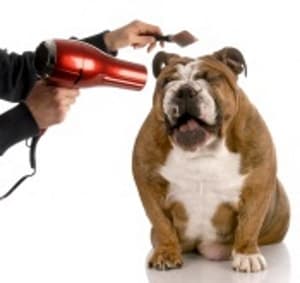 dog having hair dried with hair dryer