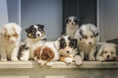 Group of Puppies on a window ledge group of puppies