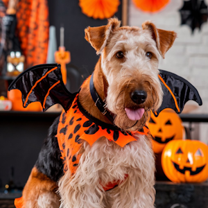 Airedale dog in Halloween costume sitting in holiday decorated room
