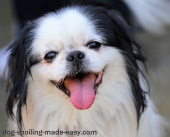 Japanese Chin dog breed smiling