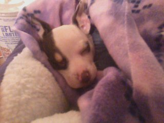 The Princess In Her Bed, But Of Course Right Next To Mommy On The Couch!