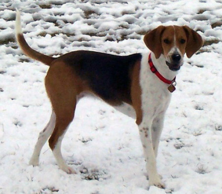 Harrier dog breed standing in the snow