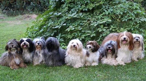 Group of small dogs Havanese and Bichon dogs