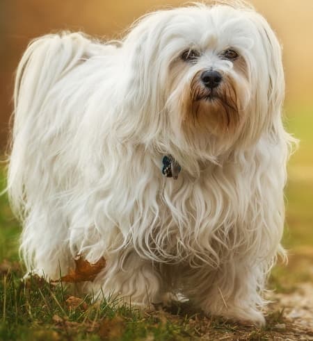 havanese breed atractivopets