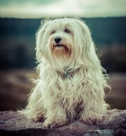 Havanese Dog Sitting Against A Muted Background Havanese With Horizon