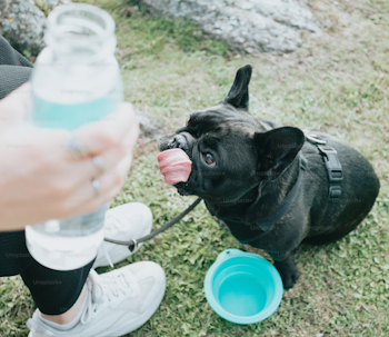 Dog Sitting Outside Next To A Water Bowl dog sitting outside next to a water bowl looking thirsty and with a person nearby holding a bottle of water