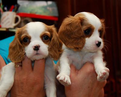 4 week old cavalier king charles spaniel