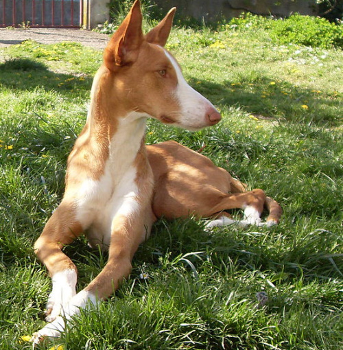 how much does a ibizan hound cost