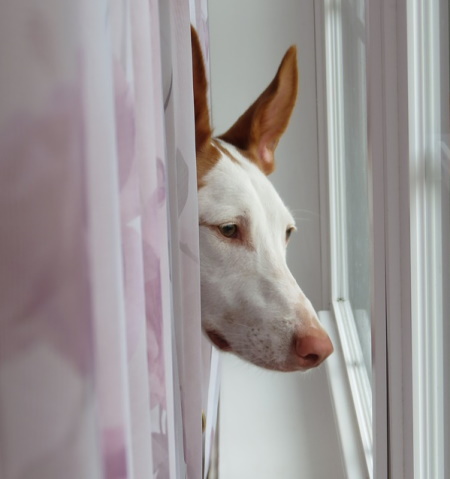 Ibizan Hound looking out a window