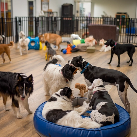 Dogs at Dog Indoor Boarding Facility dogs at indoor pet boarding