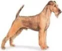 Irish Terrier dog illustration