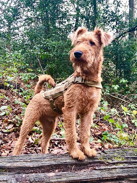 Irish terrier puppy standing on a log in wooded area