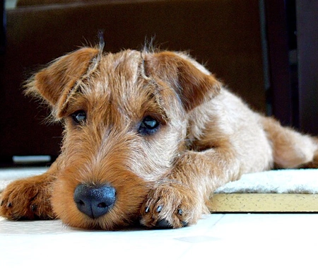 Irish Terrier Lying Down Inside irish terrier lying down inside