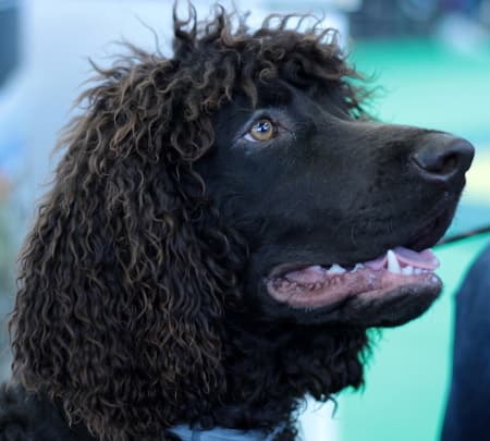 Irish water spaniel head profile against blue blurred background