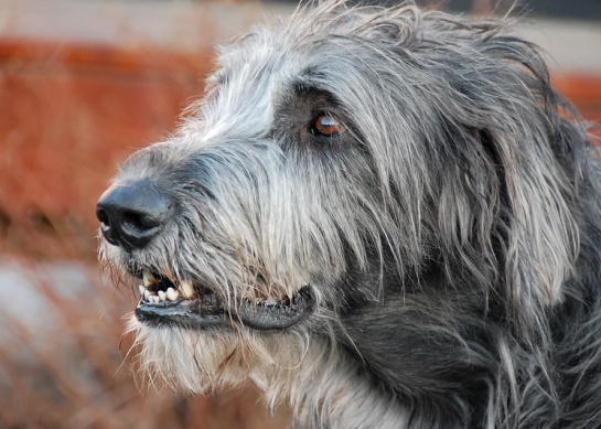 Irish wolfhound head image close up