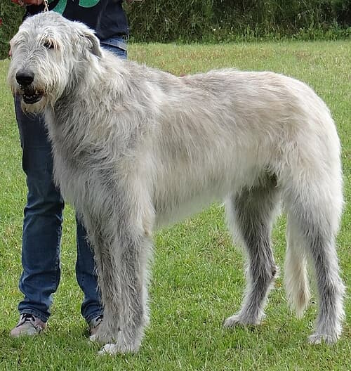 Irish Wolfhound standing in the grass outside with a human