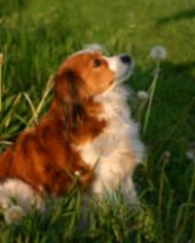dog sitting in grass