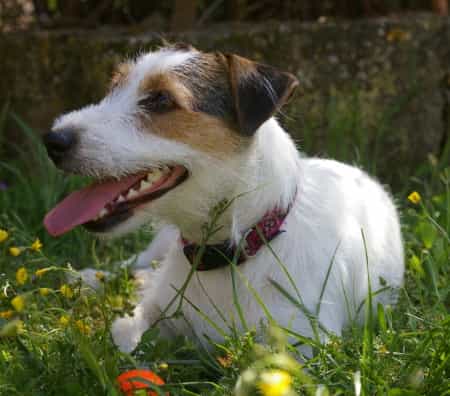 Jobs for jack deals russell terrier