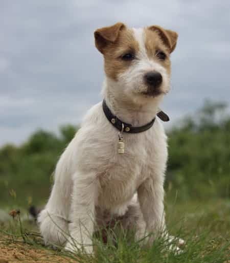 Parson russell top terrier rough