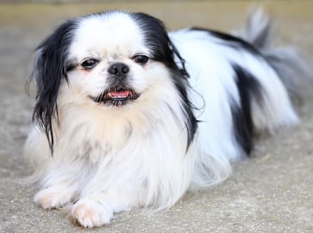 Japanese Chin Dog Lying Down Outside Japanese Chin dog lying down outside
