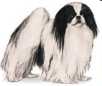 japanese chin dog