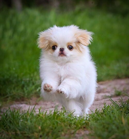 japanese chin puppy jumping through the air