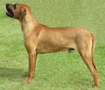 Japanese Mastiff dog standing in the grass Japanese Mastiff dog standing profile outside in grass